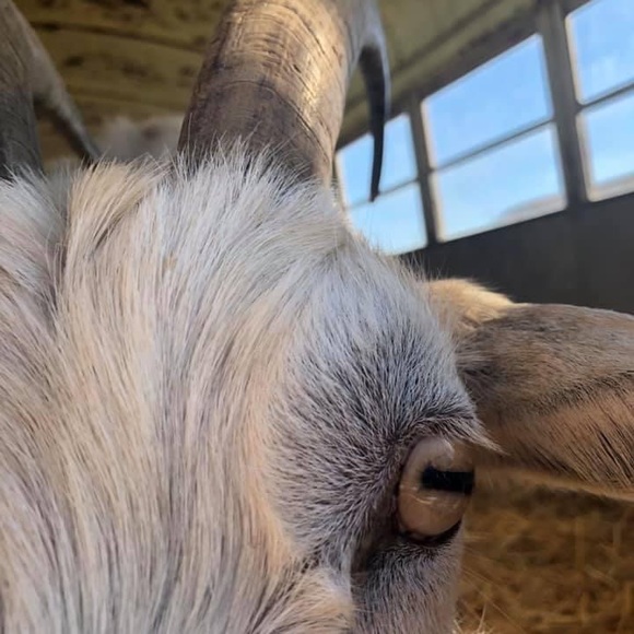 Meet your Posher, Ann - Picture 1 of 1